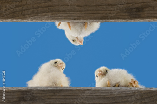 Küken im Hühnerstall © imageteam