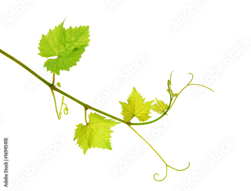 Fresh isolated grapevine shoot