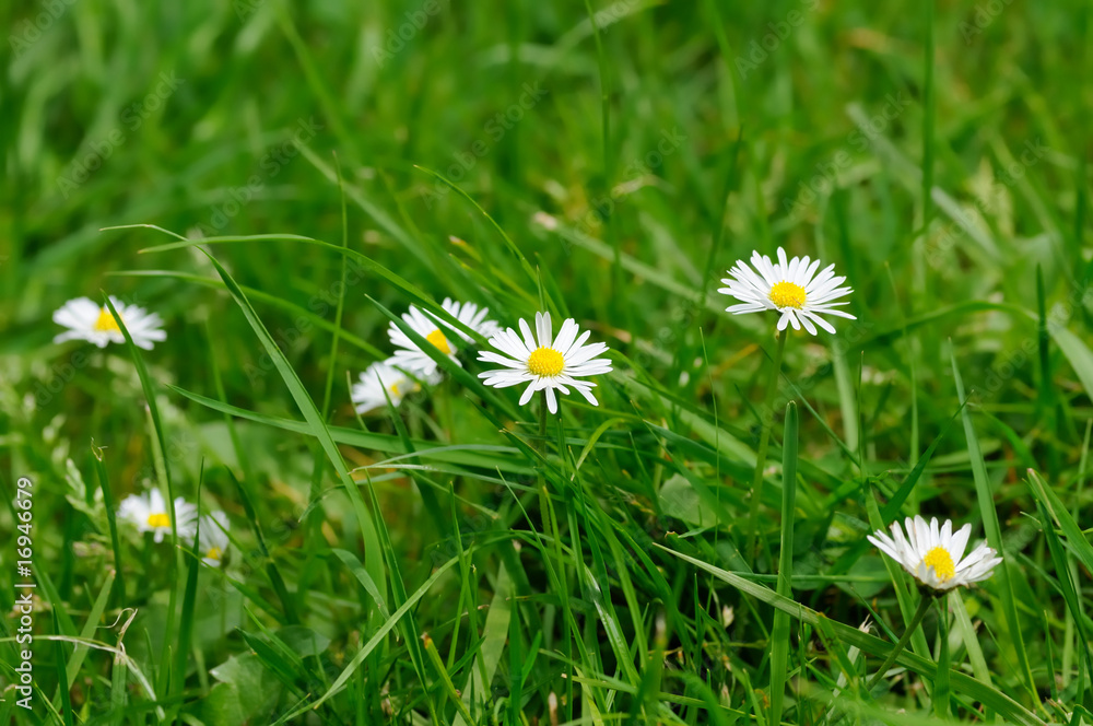 A group of daisies A group of daisies