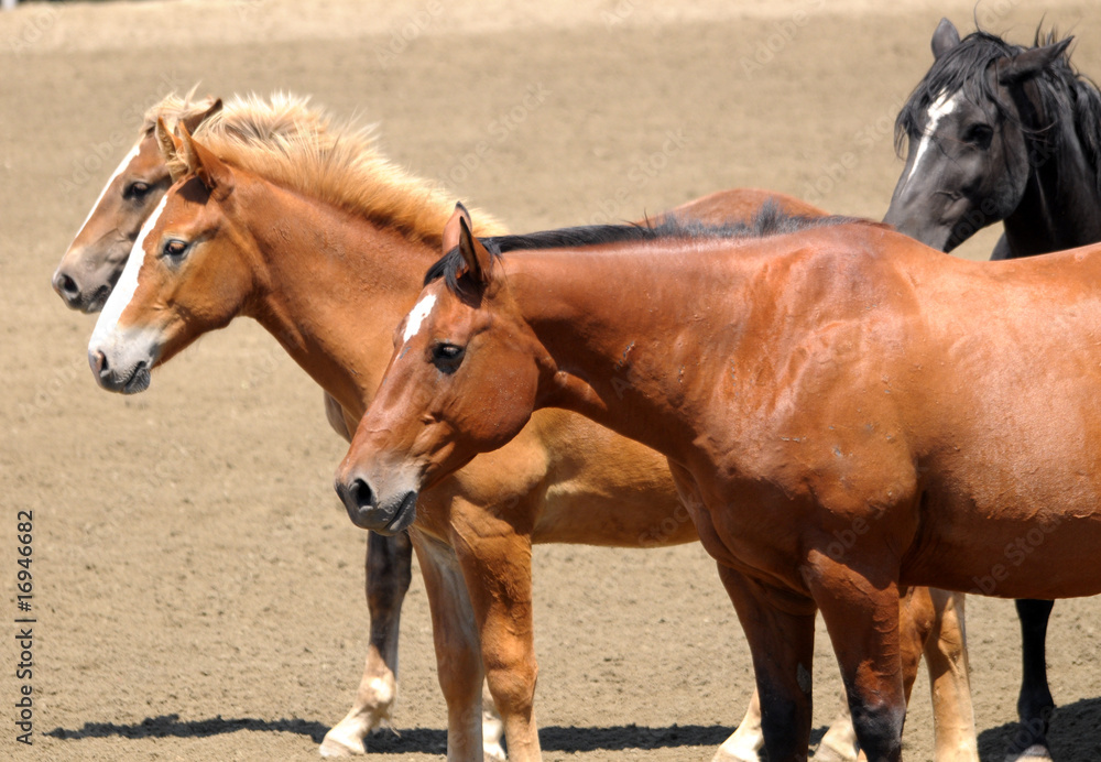 Obraz premium 4 Horses