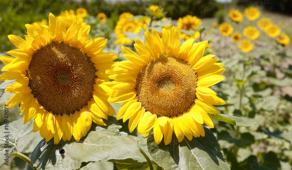 Obraz premium Sunflower