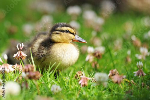 Duckling waddling through grass