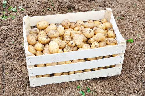 Collected potato after fall vintage on ground