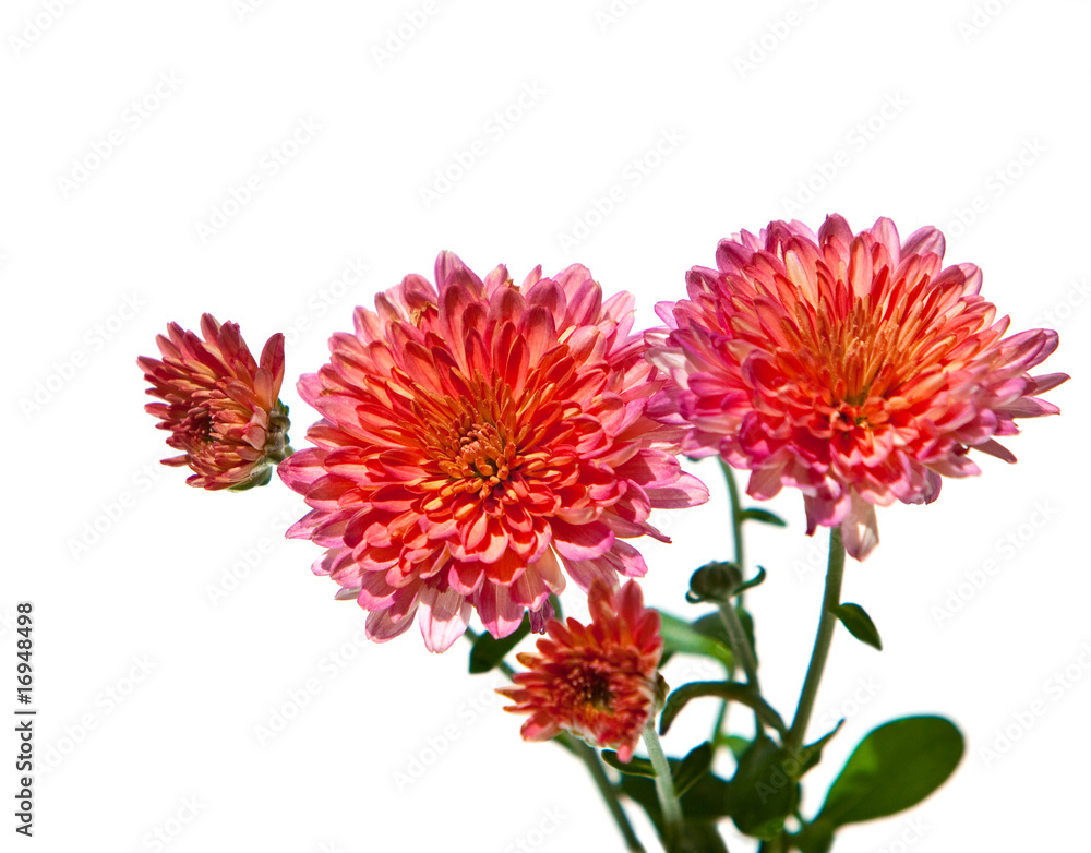 Pink Chrysanthemum Pink Chrysanthemum