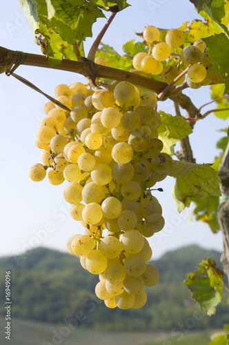 Uva bianca varietà Cortese