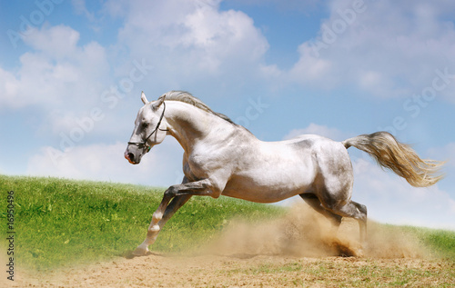 silver-white stallion on field