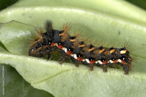 acronicta rumicis, knot grass photo