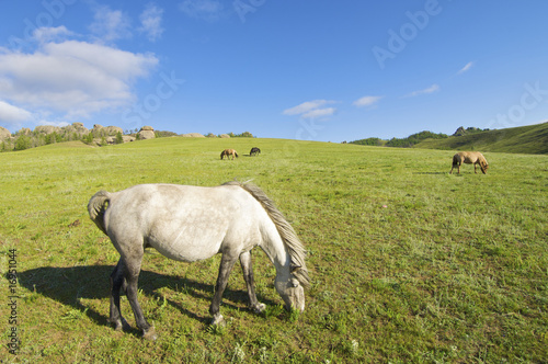 horses grazing