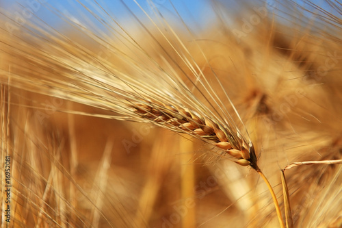 Close-up of ear of wheat