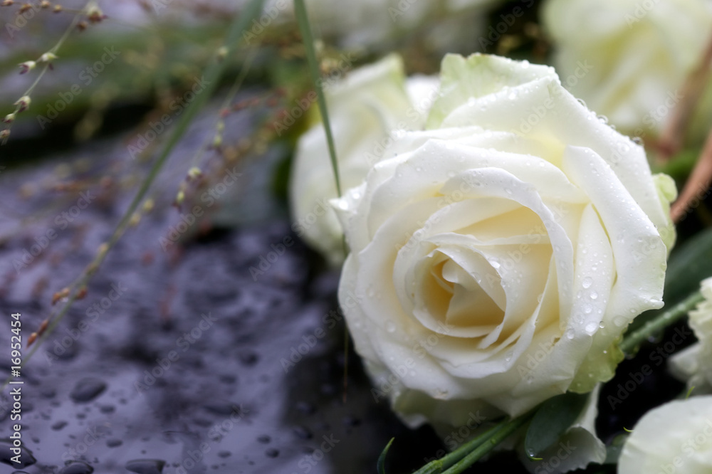 Obraz premium weiße Rose im Regen