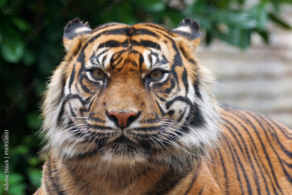 Fototapeta premium tiger