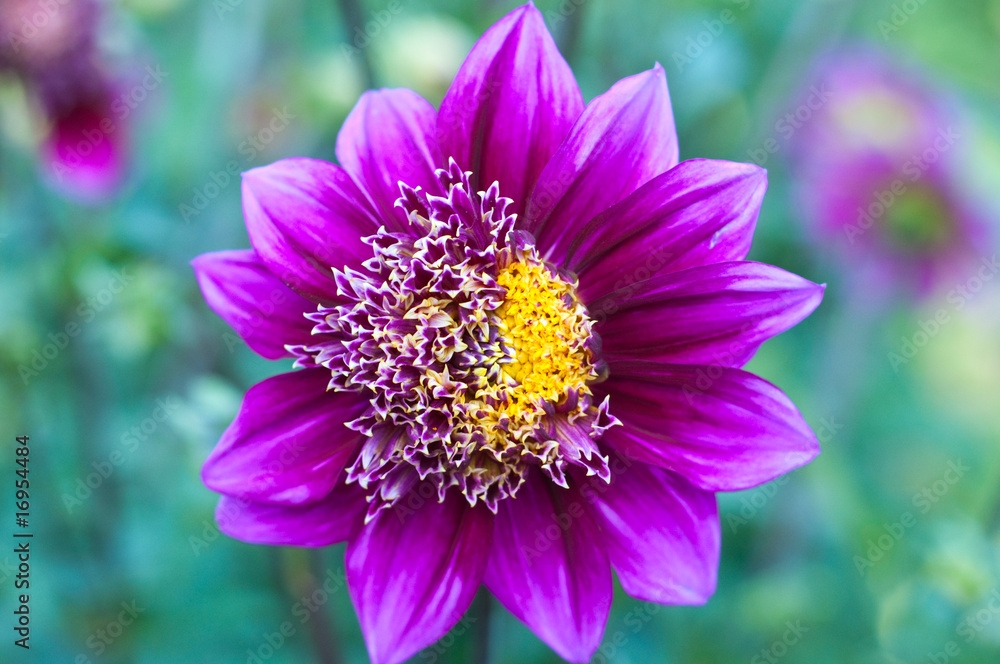 Obraz premium Dahlia