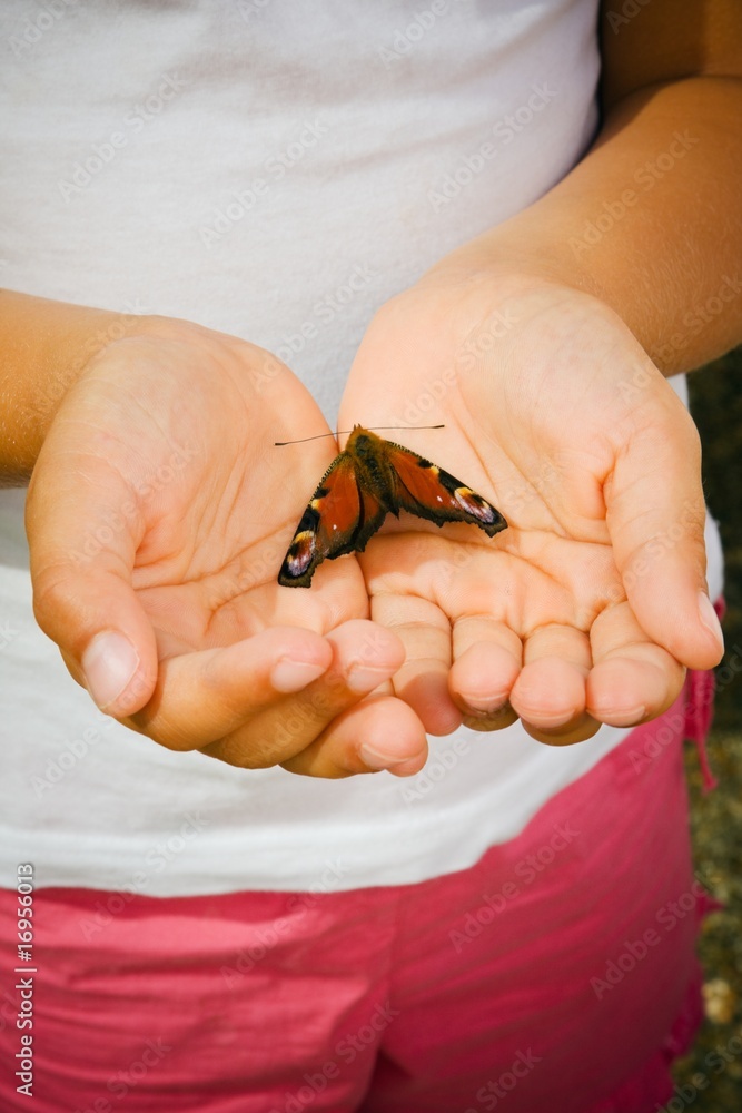 Obraz premium Papillon dans les mains d'un enfant