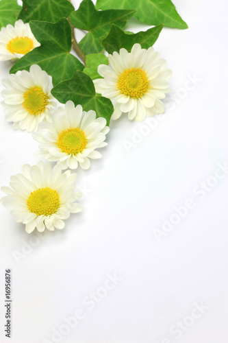 Fototapeta Naklejka Na Ścianę i Meble -  small chrysanthemum