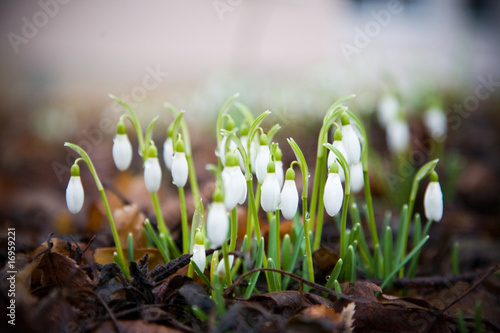 snowdrops