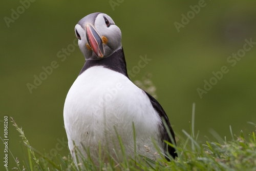 Puffin