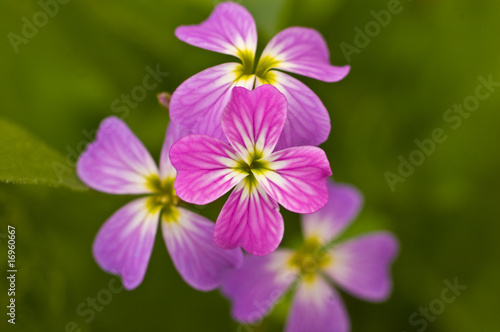 Wildflowers