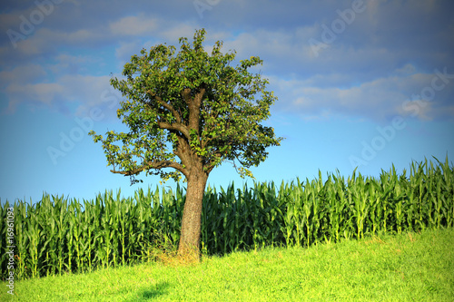 Wallpaper Mural Maize field Torontodigital.ca