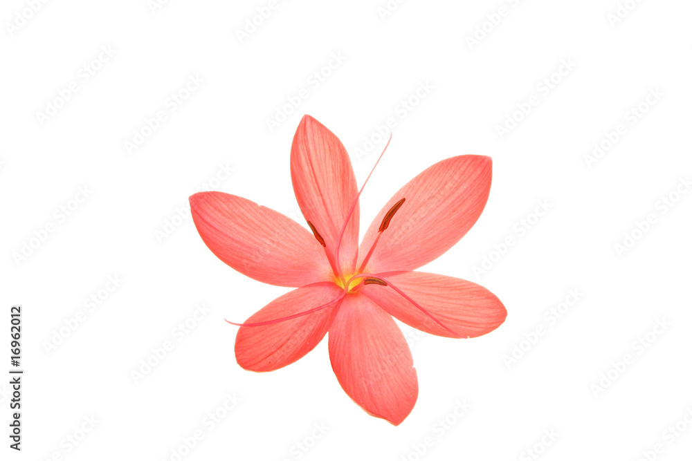 Fototapeta premium Red flower