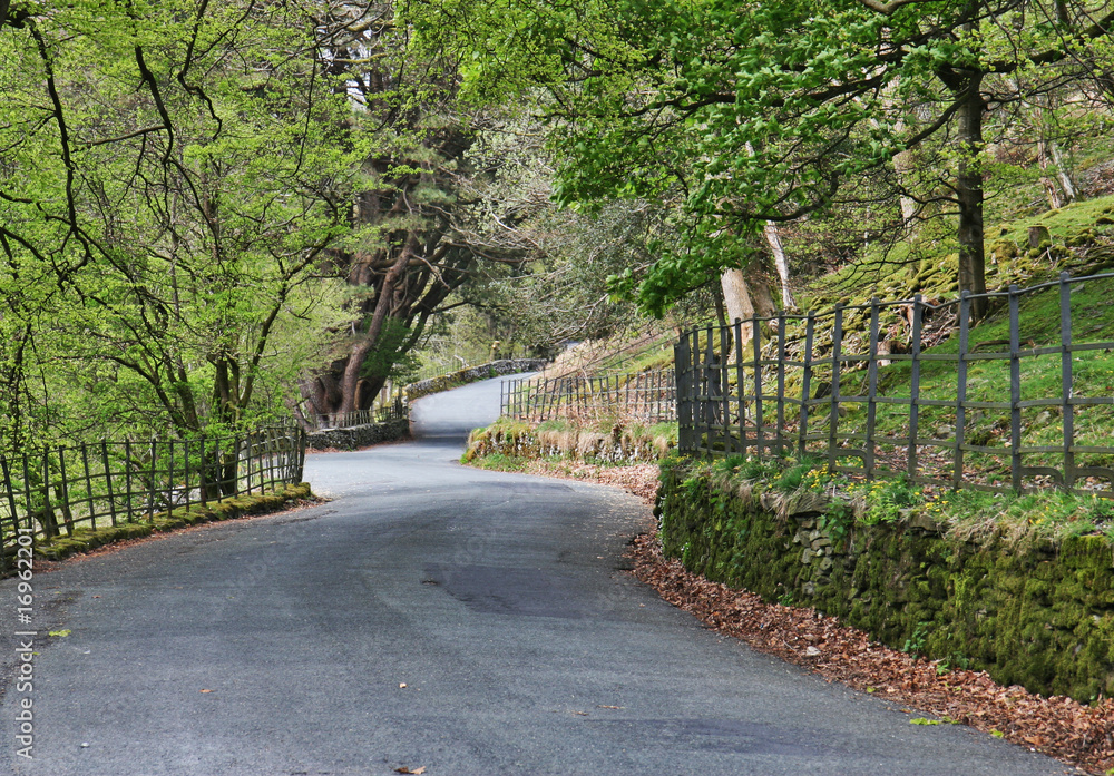 road lane with trees in lake district, uk