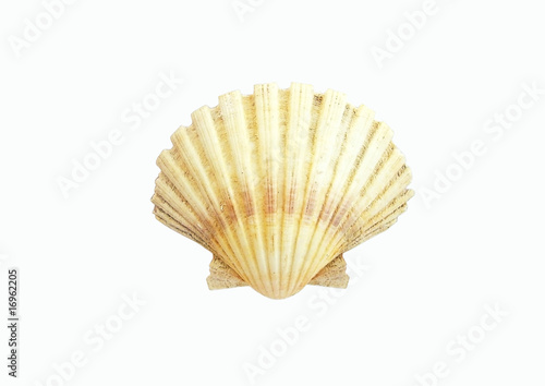 Isolated Sea Shell