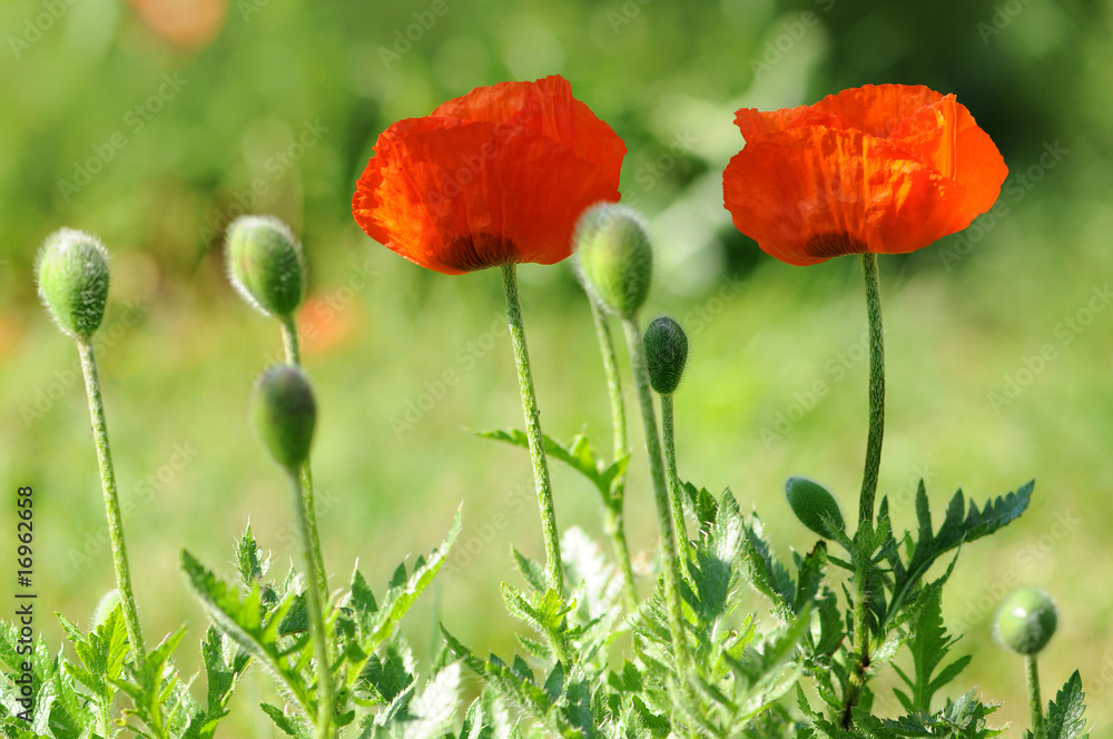 Naklejka premium Mohnblüten 2.1
