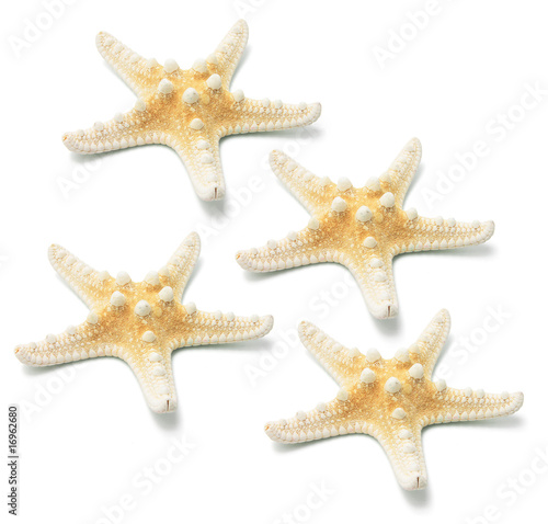 Star Fish