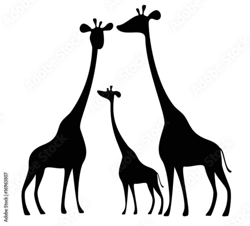giraffes