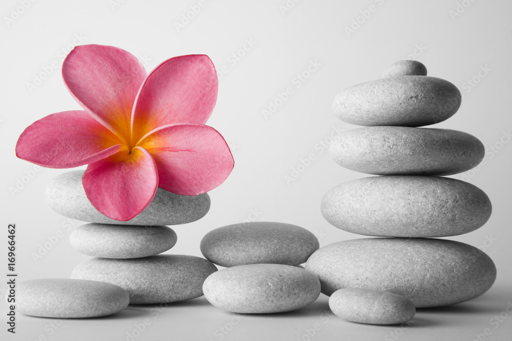Fototapeta premium Piedra y Flor