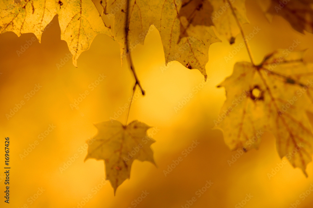 Maple leaves Maple leaves