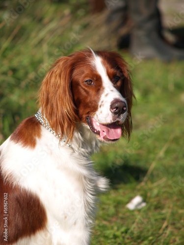 Irisch rot weißer Setter