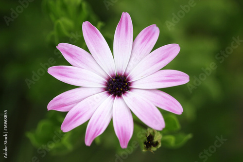 Daisy Gerbera