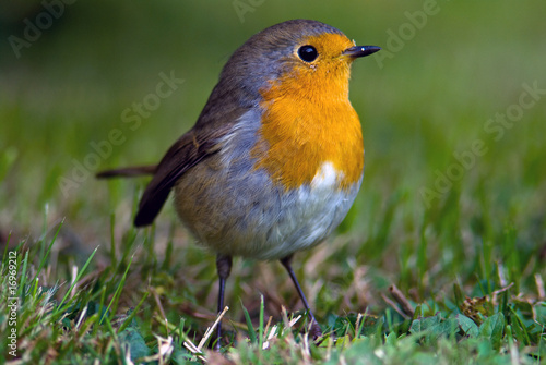 Rotkehlchen