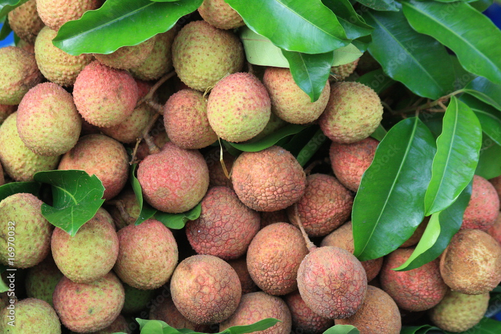 Lychee Lychee