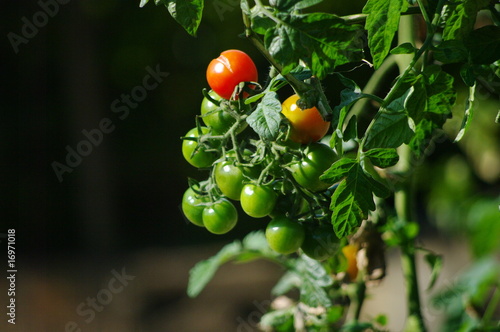 Wallpaper Mural プッチリとまと Torontodigital.ca