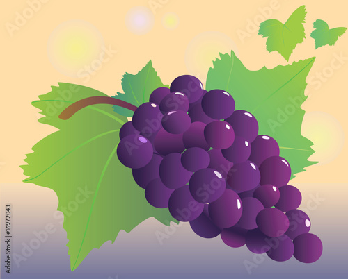 Black  grapevine vector illustration.