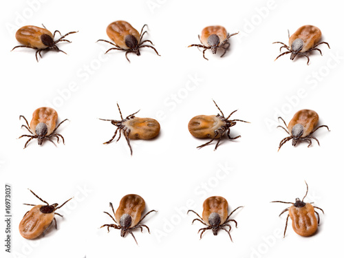 Few different shots of tick (Ixodes ricinus) on white background