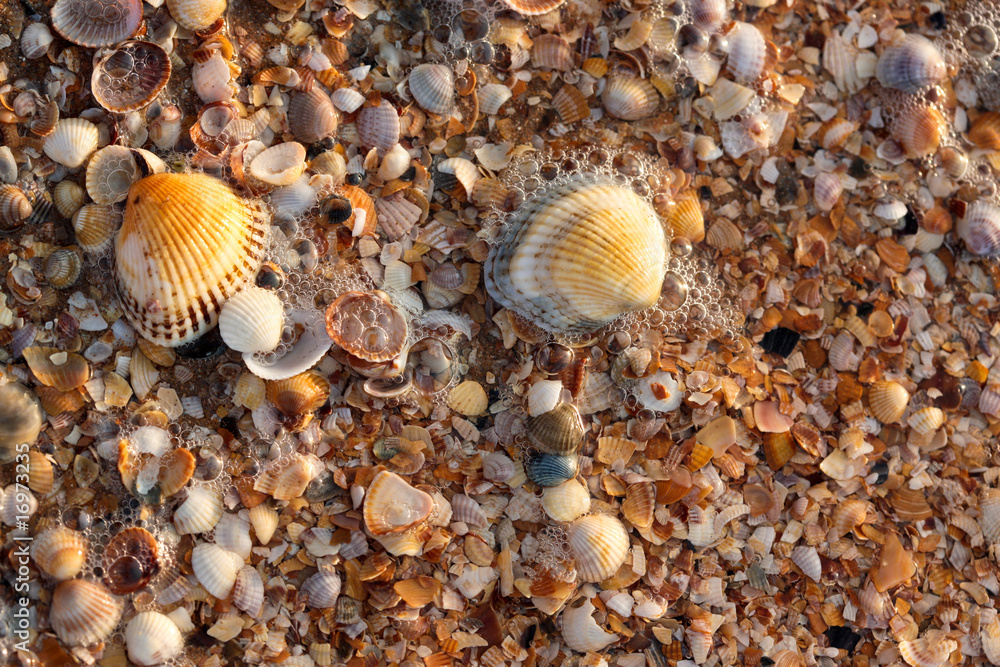 sea shell texture sea shell texture
