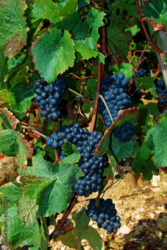 Pinot noir en Bourgogne photo