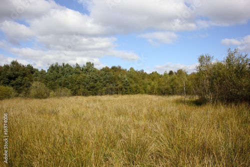 heath landscape