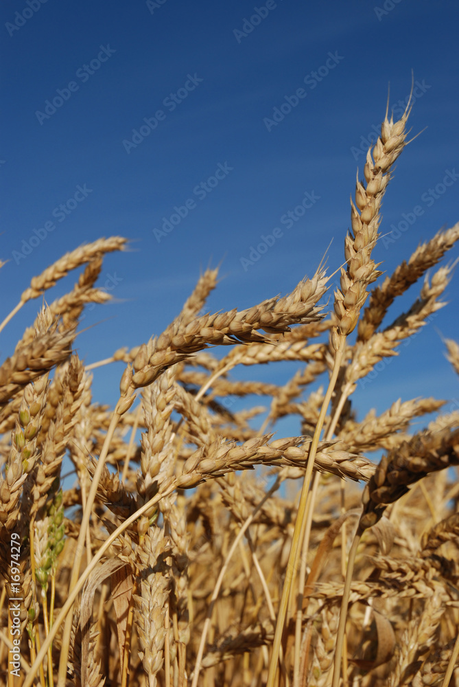 Fototapeta premium Wheat