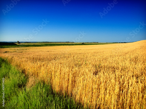 wheat and sky