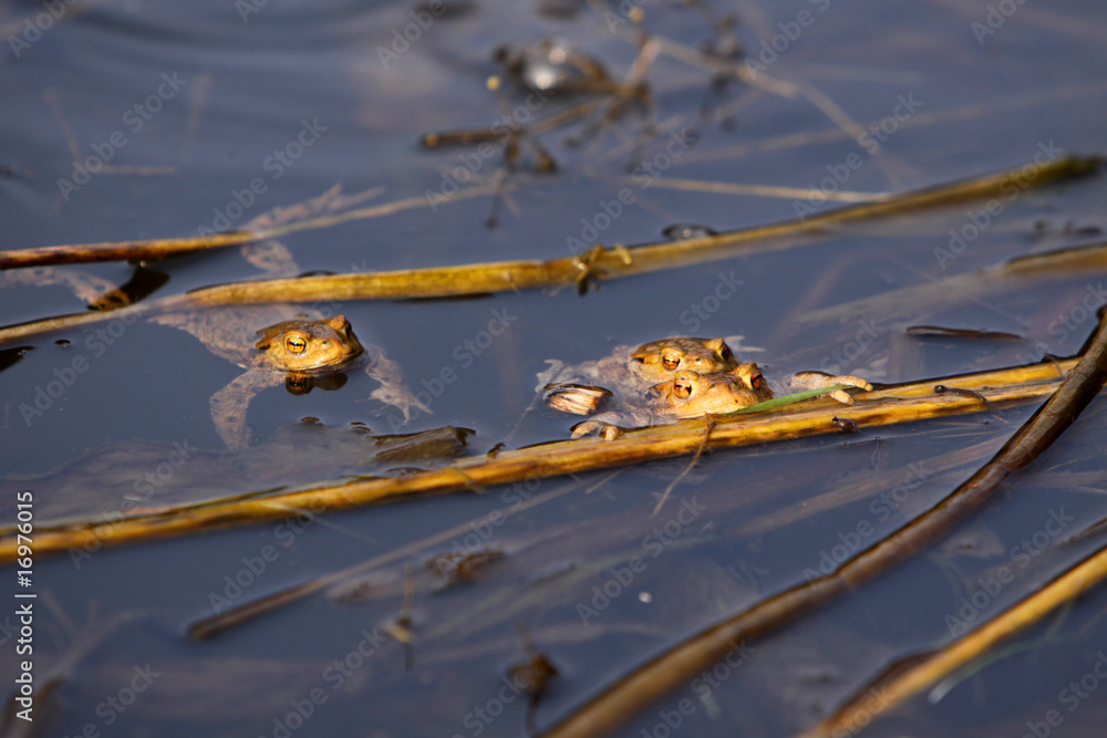 Fototapeta premium Erdkröten in ihrem Laichgewässer