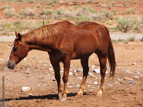 horse in the medlle of the desert