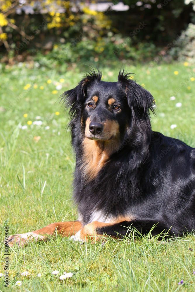 Schwarz-brauner Mischlingshund