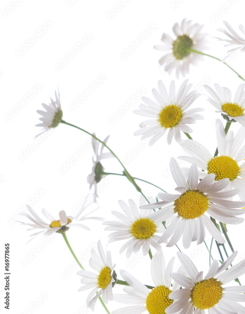 Chamomile border Chamomile border