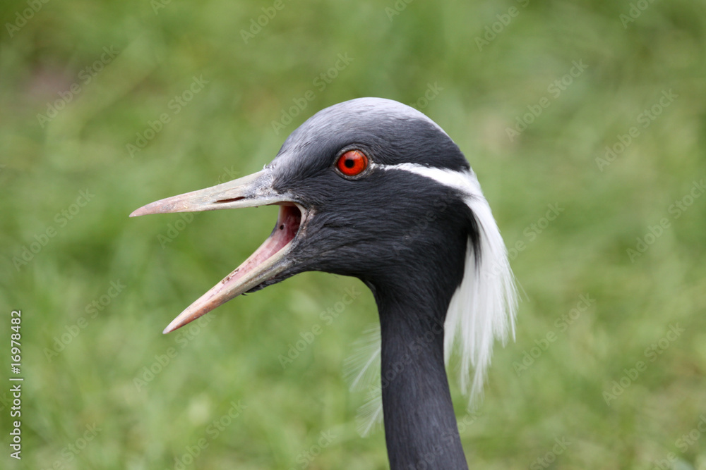 Naklejka premium Jungfernkranich