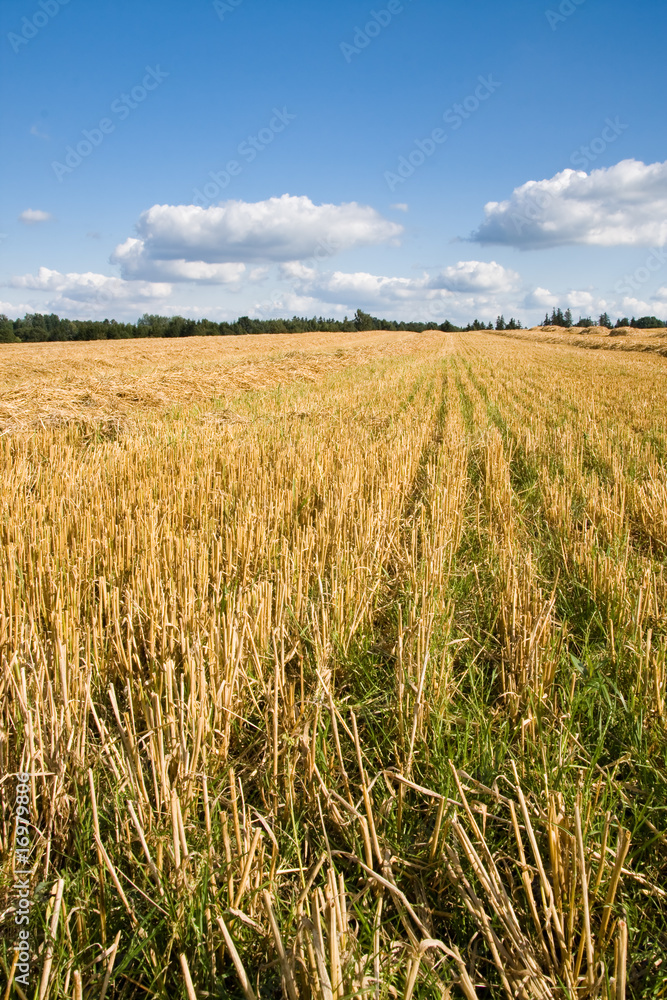 Harvest field