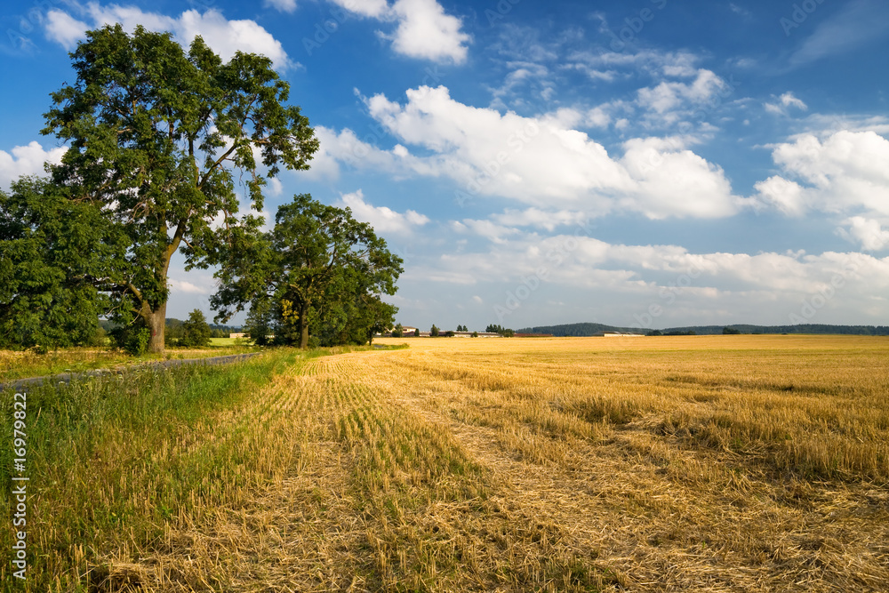 Late summer view