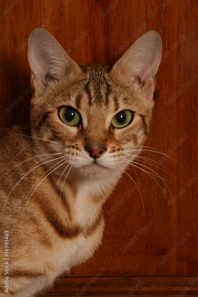 portrait du chat bengal de face nous fixant de ses yeux verts